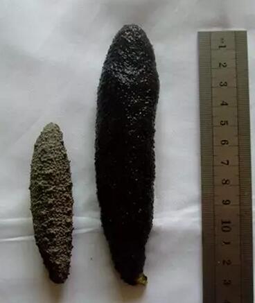 带您了解世界海参,你知道全球有多少种鲨鱼吗