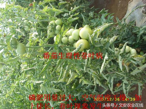 番茄叶面卷曲是什么原因,番茄新叶向下卷曲皱缩