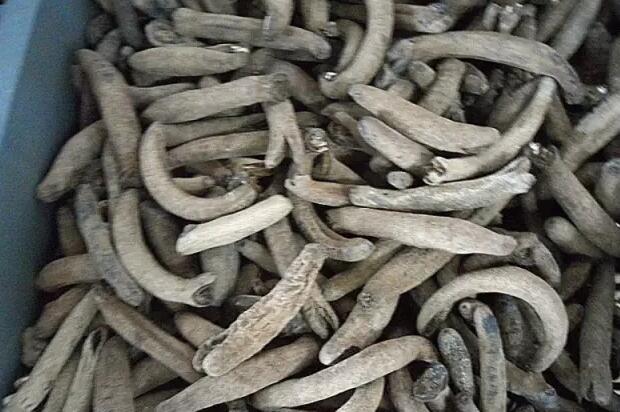 海参也有很多种,全世界所有可以吃的海参