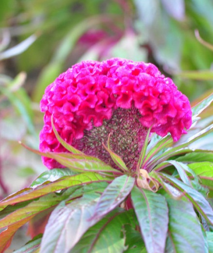 北京国际鲜花港直播,北京国际鲜花港可以带狗狗吗