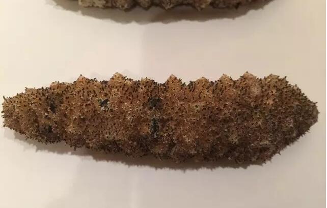 带您了解世界海参,你知道全球有多少种鲨鱼吗