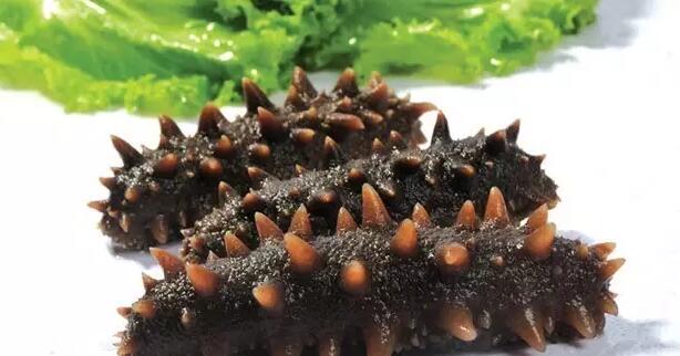 海参也有很多种,全世界所有可以吃的海参