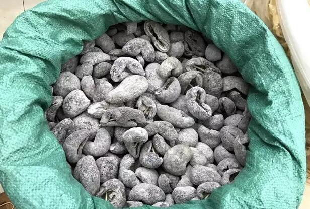 海参有上千种都是一样的吗,全世界海参有多少品种