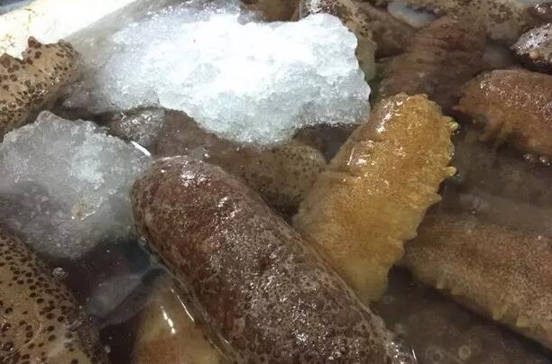 带您了解世界海参,你知道全球有多少种鲨鱼吗