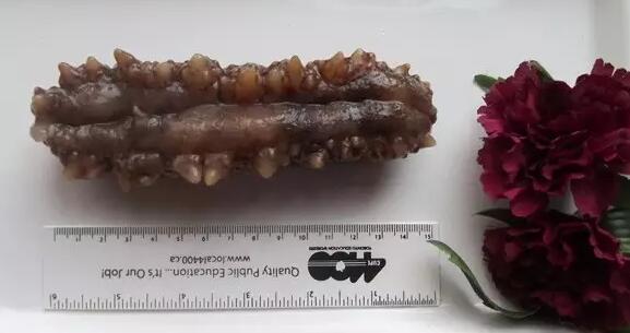 带您了解世界海参,你知道全球有多少种鲨鱼吗