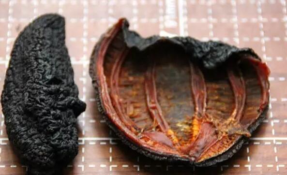 海参也有很多种,全世界所有可以吃的海参