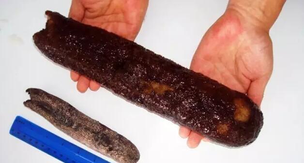 海参也有很多种,全世界所有可以吃的海参