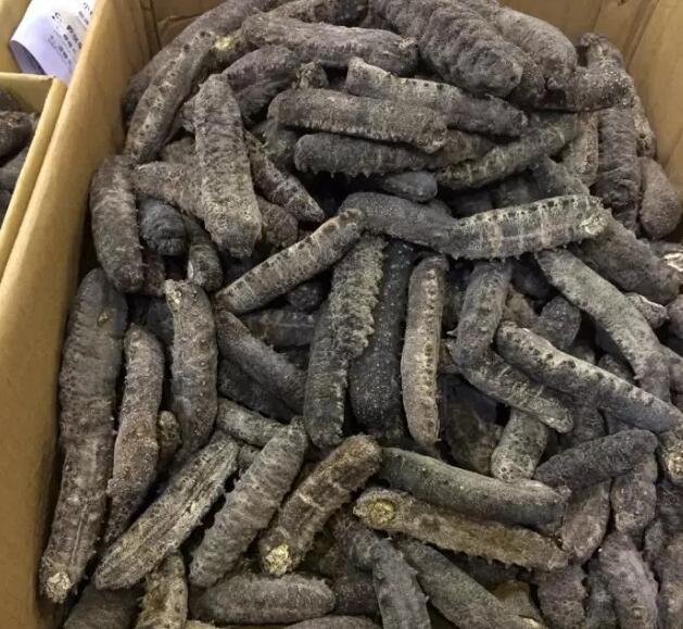 带您了解世界海参,你知道全球有多少种鲨鱼吗