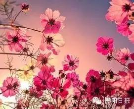 最美贵州花海杜鹃花,贵阳百里杜鹃花海