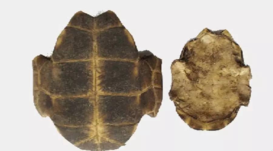 龟板的正确炮制方法,龟壳与龟板的药用有区别吗