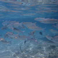 马尔代夫神仙珊瑚岛攻略,马尔代夫神仙珊瑚岛视频