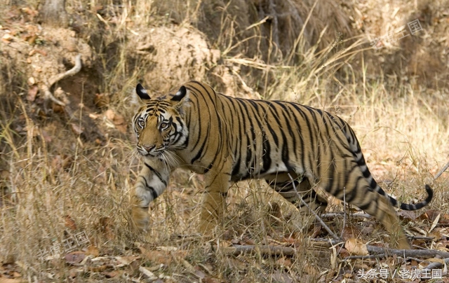 凡事留一手小说,猫教老虎留一手