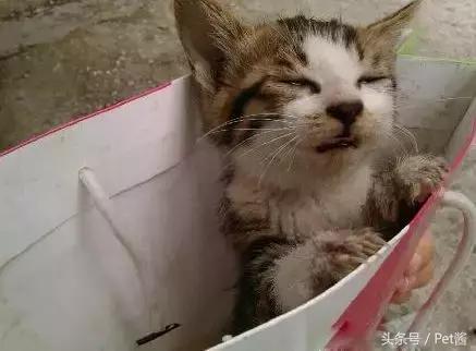 奶猫被抛弃后冻死,小奶猫被遗弃外面能活吗