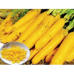 冬吃萝卜夏吃姜如今吃萝卜正当季,冬吃萝卜夏吃姜这样吃萝卜很健康