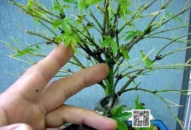 大师是怎么炼成的免费,真正的大师是怎么练成的