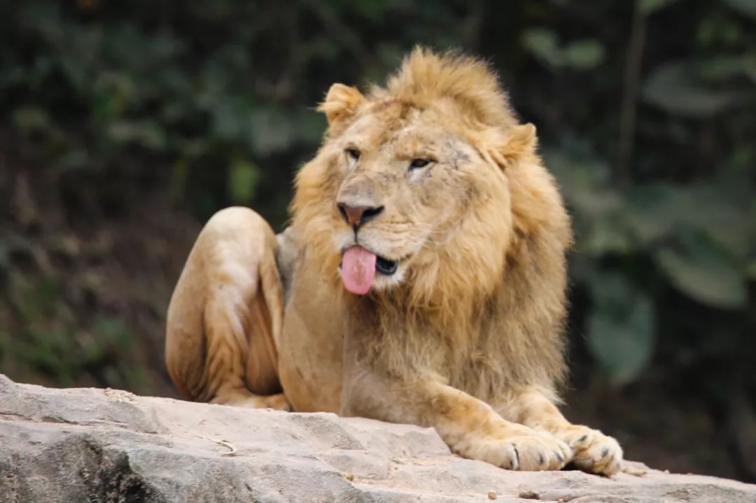 广州长隆野生动物园亲子跟拍,爸爸去哪儿广州长隆野生动物园