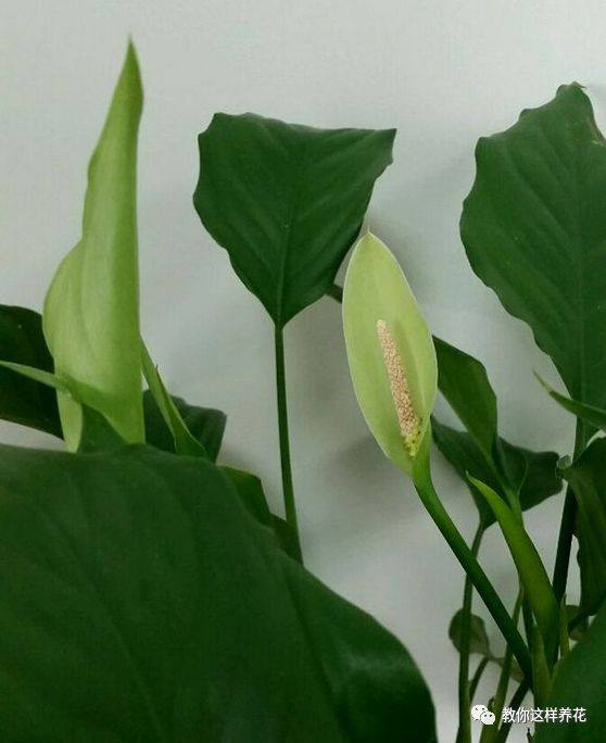 万年青如何养才茂盛,万年青怎么养才能更旺盛