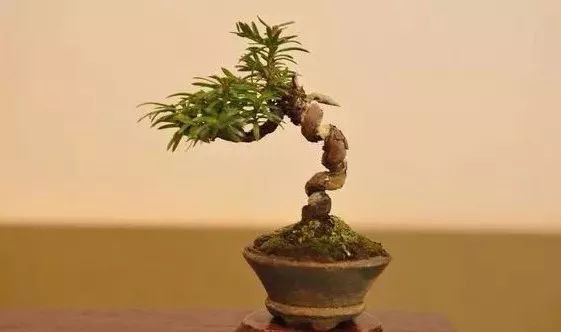 大师是怎样炼成的二胡独奏,真正的大师是怎么练成的