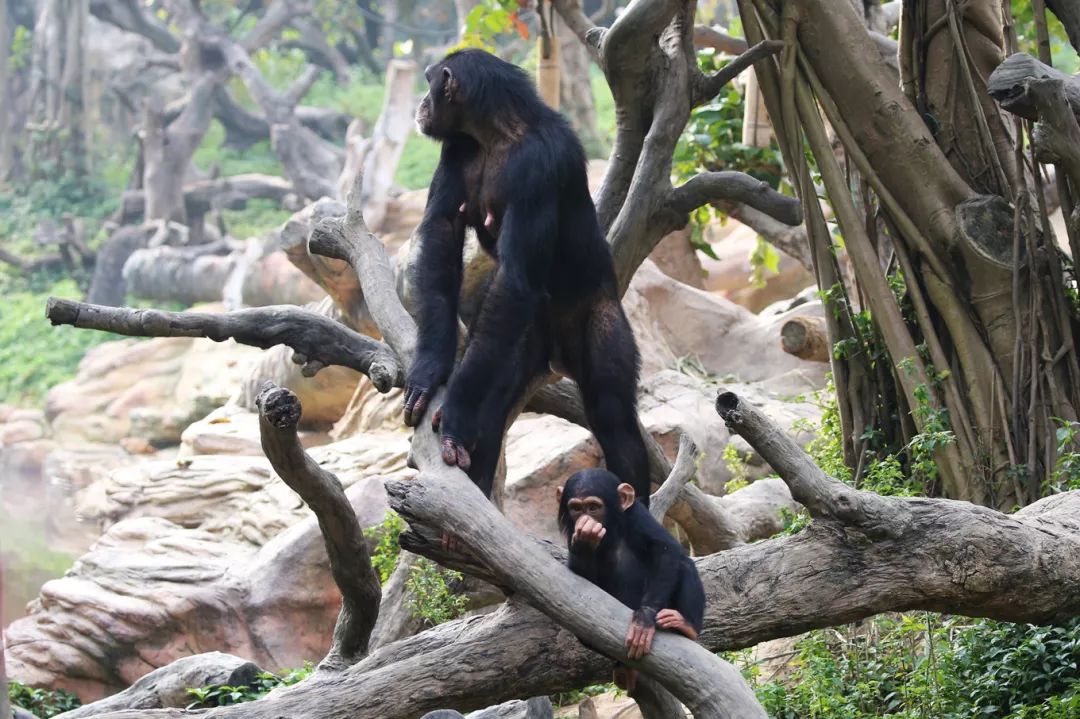 广州长隆野生动物园亲子跟拍,爸爸去哪儿广州长隆野生动物园