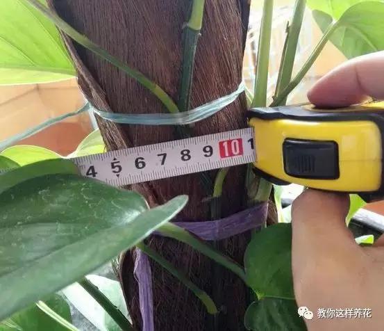 绿萝扎根绳子的方法,绿萝绑棕柱上叶子能长大吗