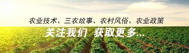 雷州市辣椒价格最新行情,樟树港辣椒价格最新行情