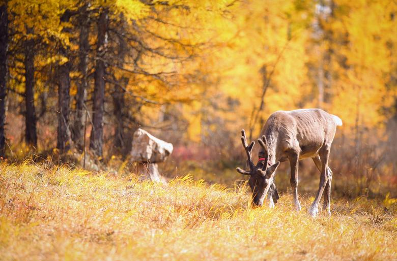 根河有什么特别的地方,中国冷得出名的根河