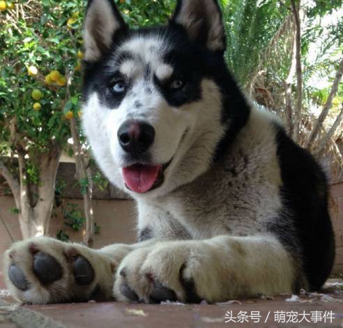 佛系哈士奇,哈士奇头顶三把火混一起的不纯吗