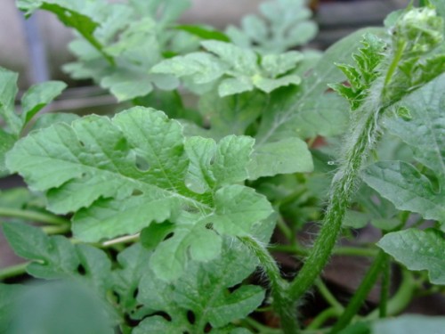 杈藉畞鍑犳湀鎾瑗跨摐,鍗楁柟瑗跨摐鍑犳湀鎾