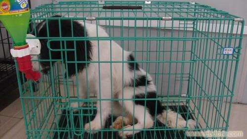 狗狗寄养容易感染吗,从来没有寄养过的狗狗去寄养好吗