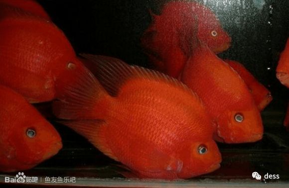 和月轮很像的鹦鹉鱼品种,缅甸鹦鹉鱼品种大全图鉴