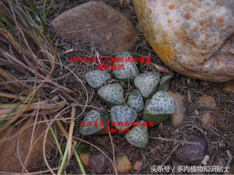 十二卷寿多肉养殖方法,十二卷寿的品种图鉴