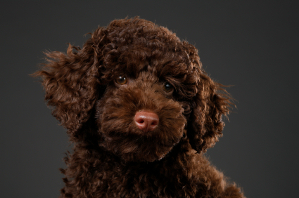 不可不知！狗的毛色和色素问题