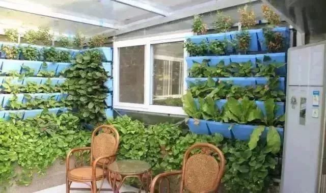 阳台种菜的方法和技巧大全集,阳台种菜的方法和步骤图