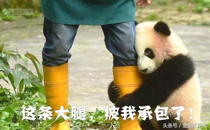 厉害了！金堂县又要火了，她即将代表中国走向世界！