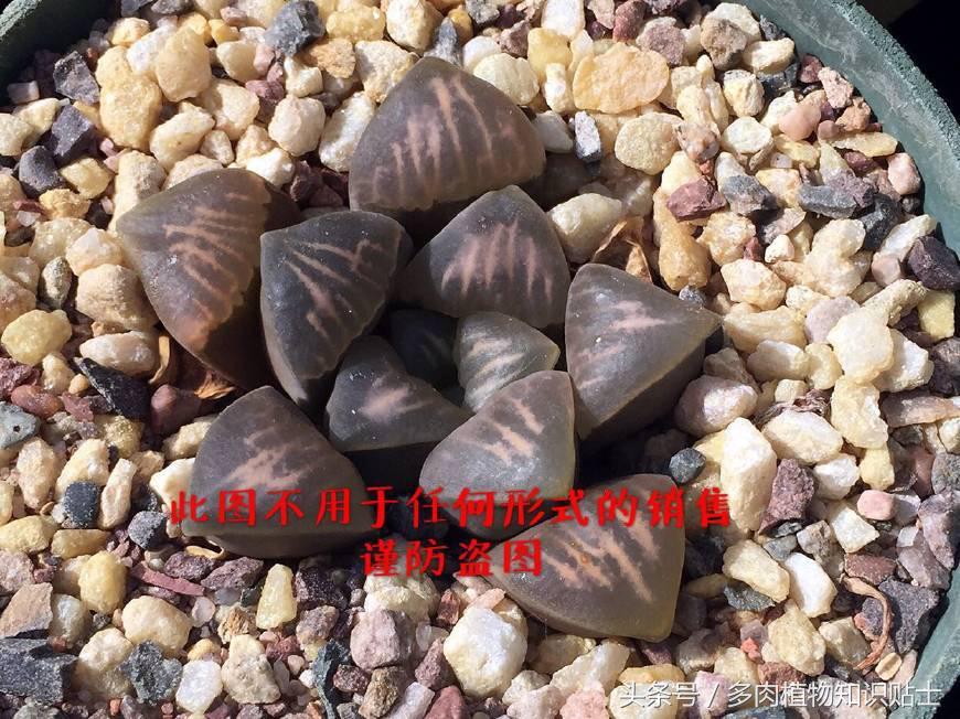 十二卷寿多肉养殖方法,十二卷寿的品种图鉴