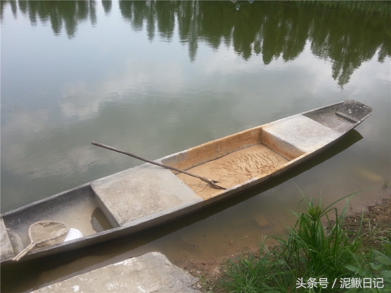 农村泥鳅养殖前景,养殖泥鳅前景有多大