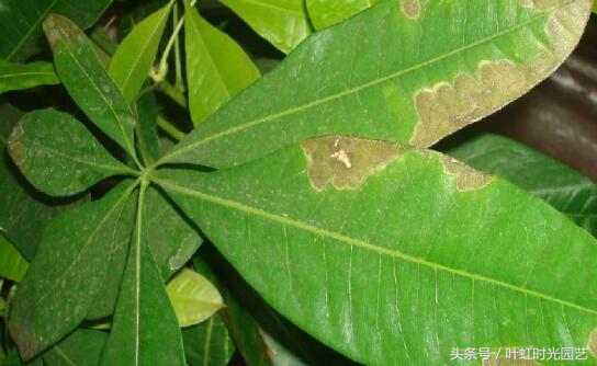 发财树树干有白斑长特别小的虫子,发财树长白斑然后掉叶
