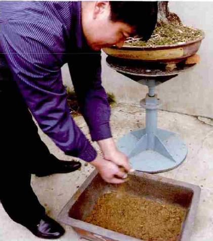 黑松盆景的栽培与养护,极品黑松盆景图片大全