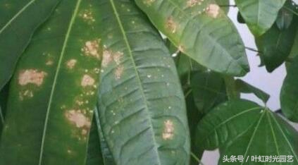 发财树树干有白斑长特别小的虫子,发财树长白斑然后掉叶