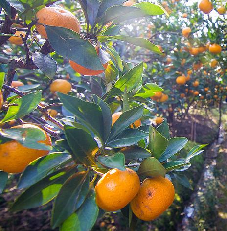 你还记得儿时的美食吗,黄岩蜜桔什么味道