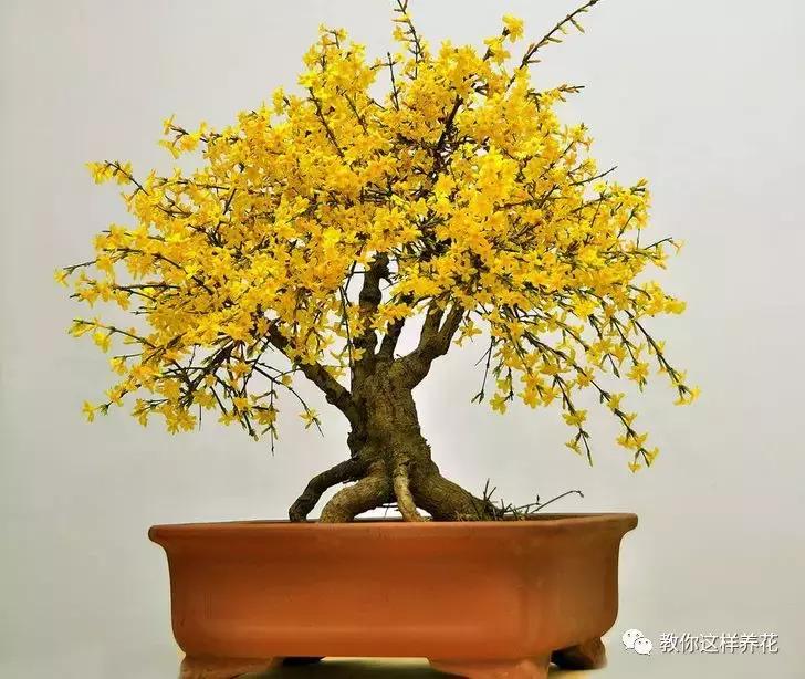 迎春花从幼苗养到老桩要多久,春天花儿竞相开放迎春花怎么养