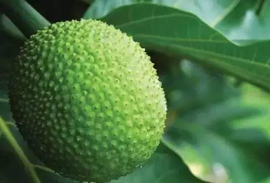 最奇葩的六种水果,你没吃过的十种奇葩水果