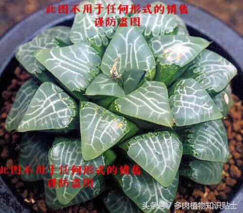 十二卷寿多肉养殖方法,十二卷寿的品种图鉴