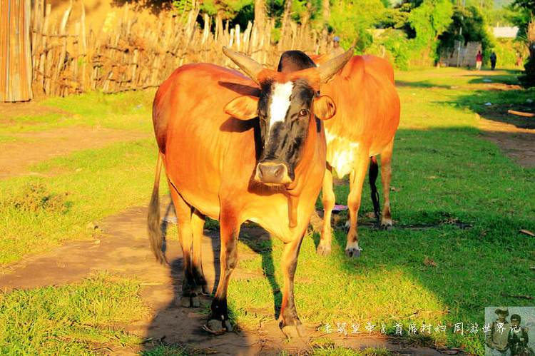 这个市场有意思：理发8元，上网一小时35元，卖花生米用瓶盖
