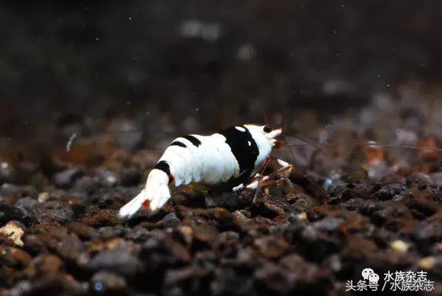 水晶虾是啥,水晶虾的习性和繁殖方法详解