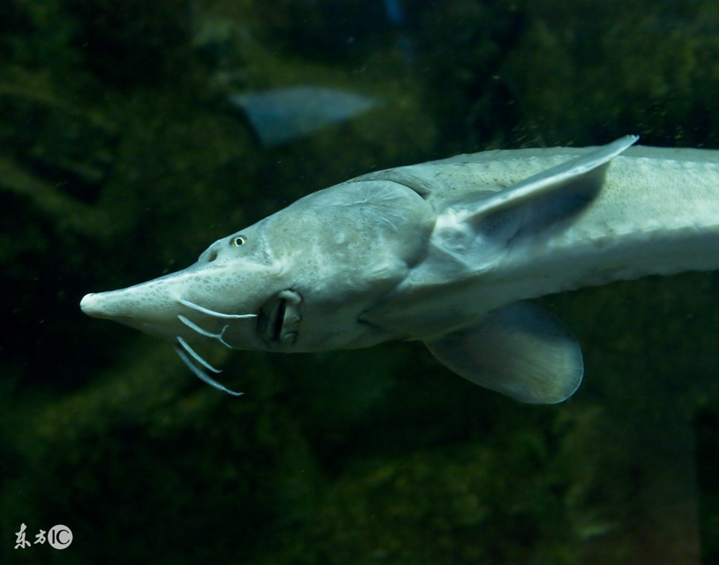 手竿调漂掌握七个技巧,提竿必中鱼