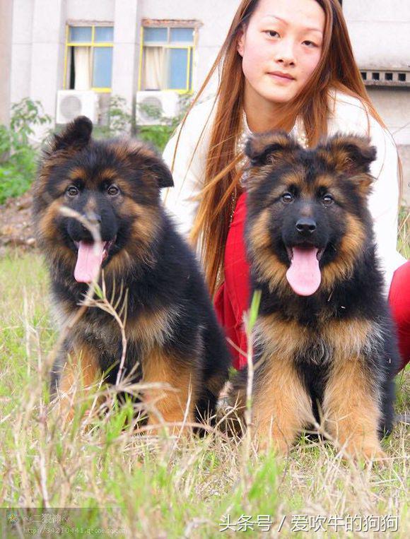 犬中*物尤**德国牧羊犬，幼犬就应该是这样的，爱狗人士看看小狗怎么样