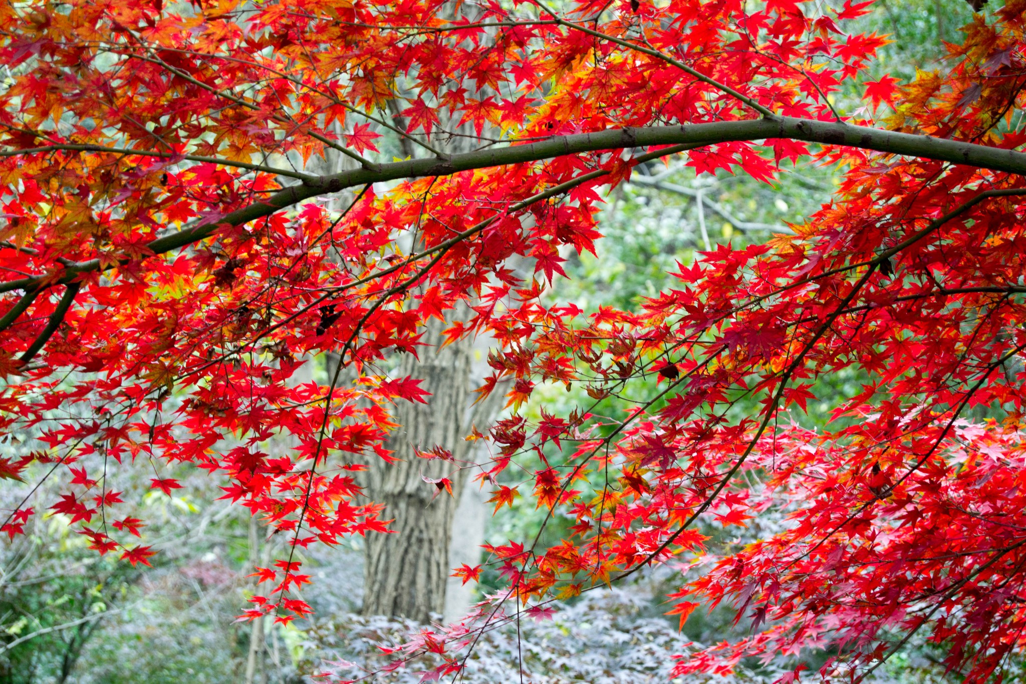 去南京玩要不要去夫子庙,南京五大必游景点夫子庙