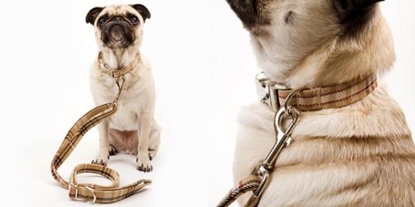 人不如狗系列：住着LV的狗袋，玩着八万元的宠物玩具