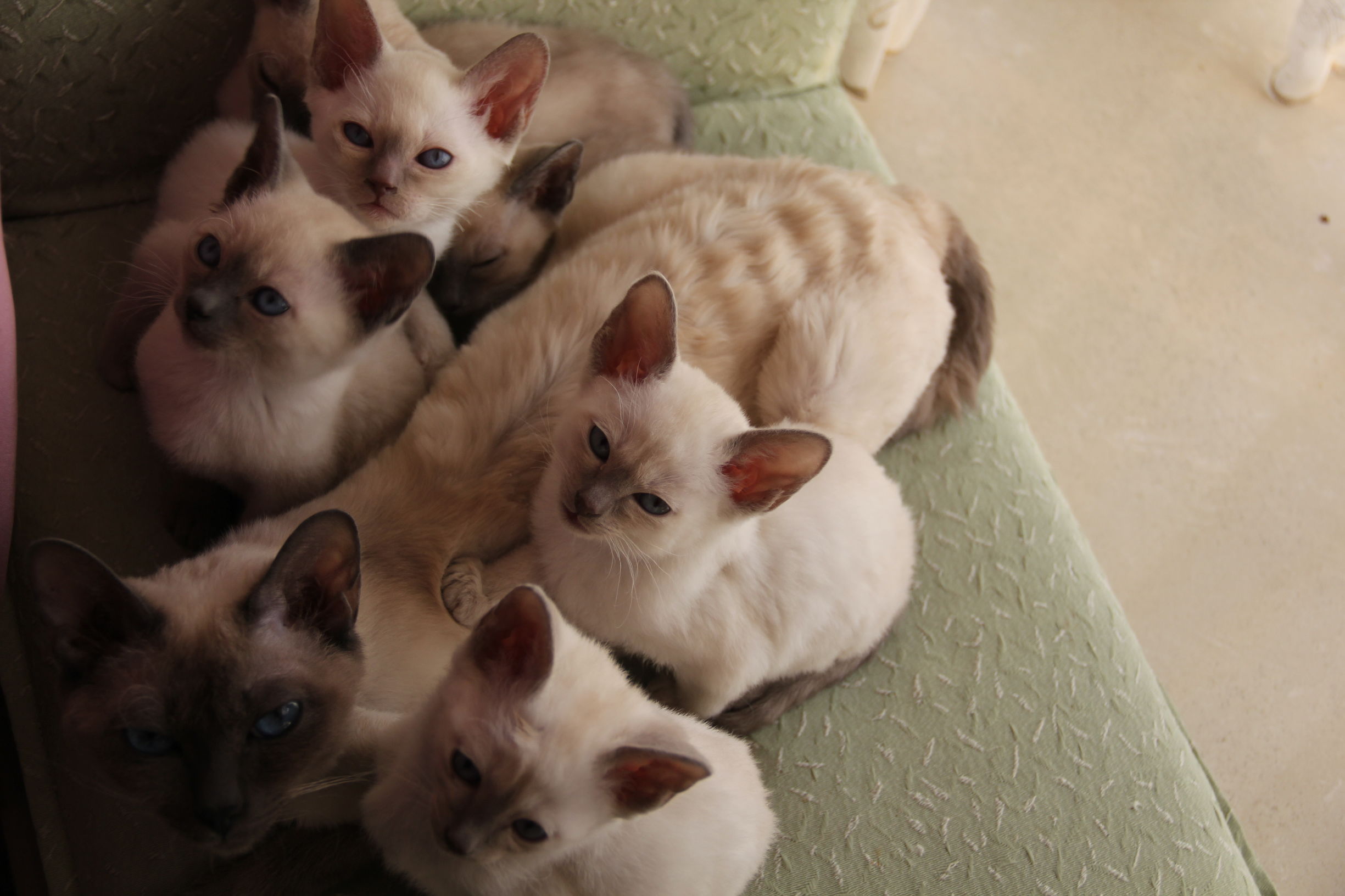 Cats愛初心Bengal家，独一无二卷毛暹罗猫